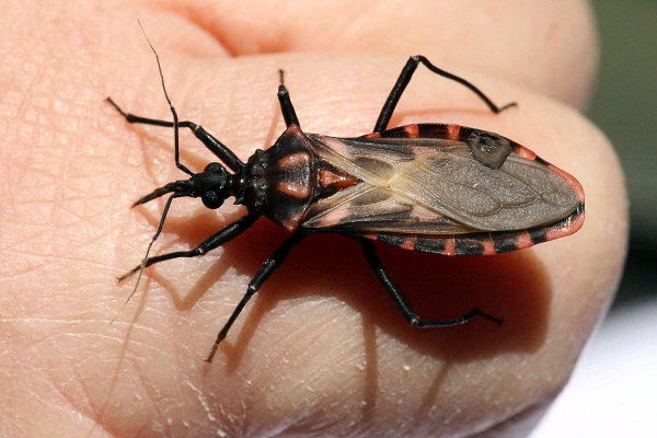 Argentinië krijgt ziekte van Chagas niet onder controle