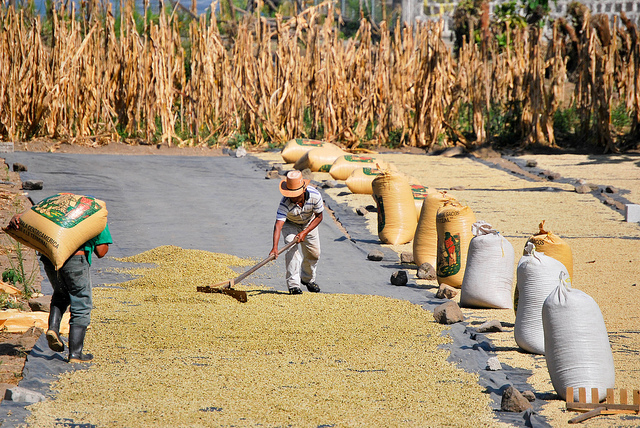 Koffieboeren Guatemala zoeken antwoord op klimaat en speculatie