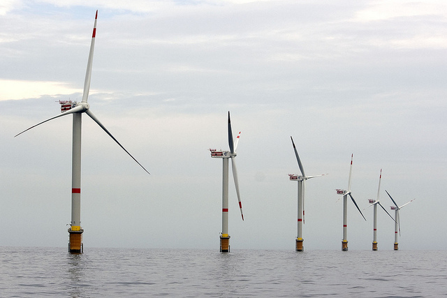 Kabeljauw herleeft op Thorntonbank dankzij windmolens