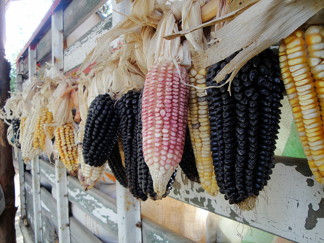 Mexico kan straks zichzelf van maïs voorzien 