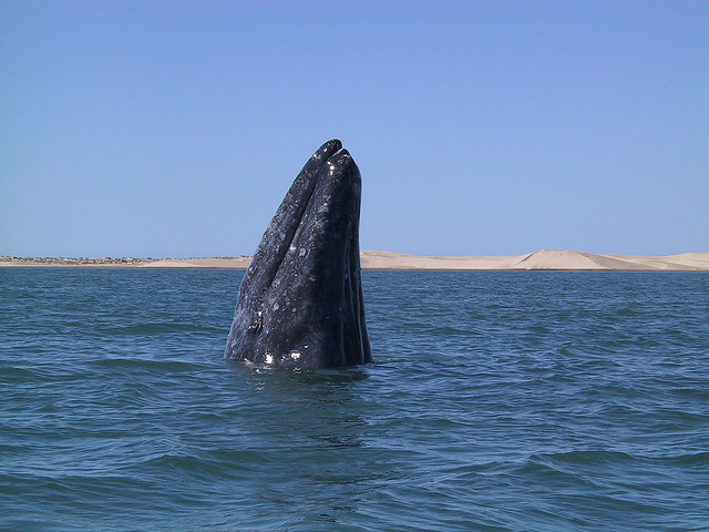 Grijze walvis na eeuwen weer in zuidelijk halfrond