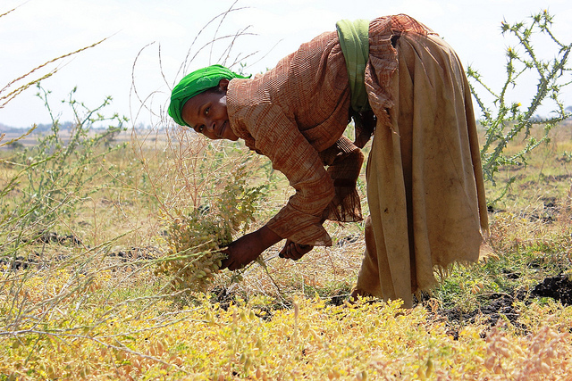 'Markttoegang nodig voor kleine boeren in derde wereld'