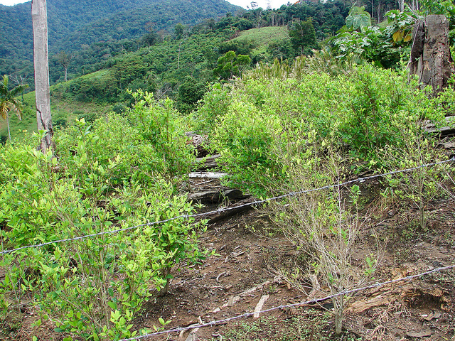 Colombia blijft landbouwgif sproeien bij grens 