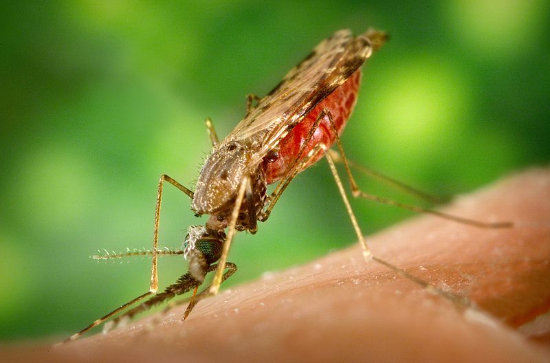 Malaria rukt via Noord-Korea op naar Japan