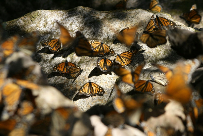 Iconische monarchvlinder op historisch dieptepunt