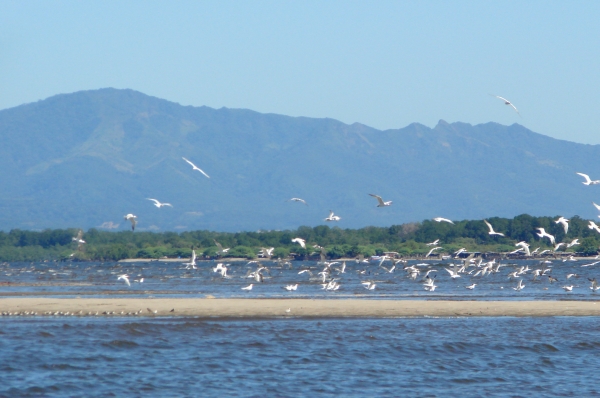 El Salvador koestert zeeschildpad