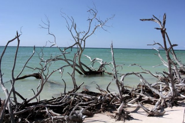 Cubaanse mangrovebossen kunnen zee niet meer tegenhouden 
