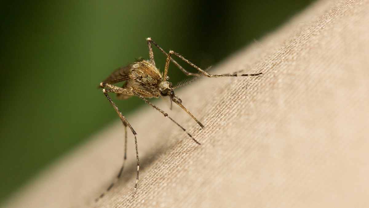 Nieuw geneesmiddel voor malaria