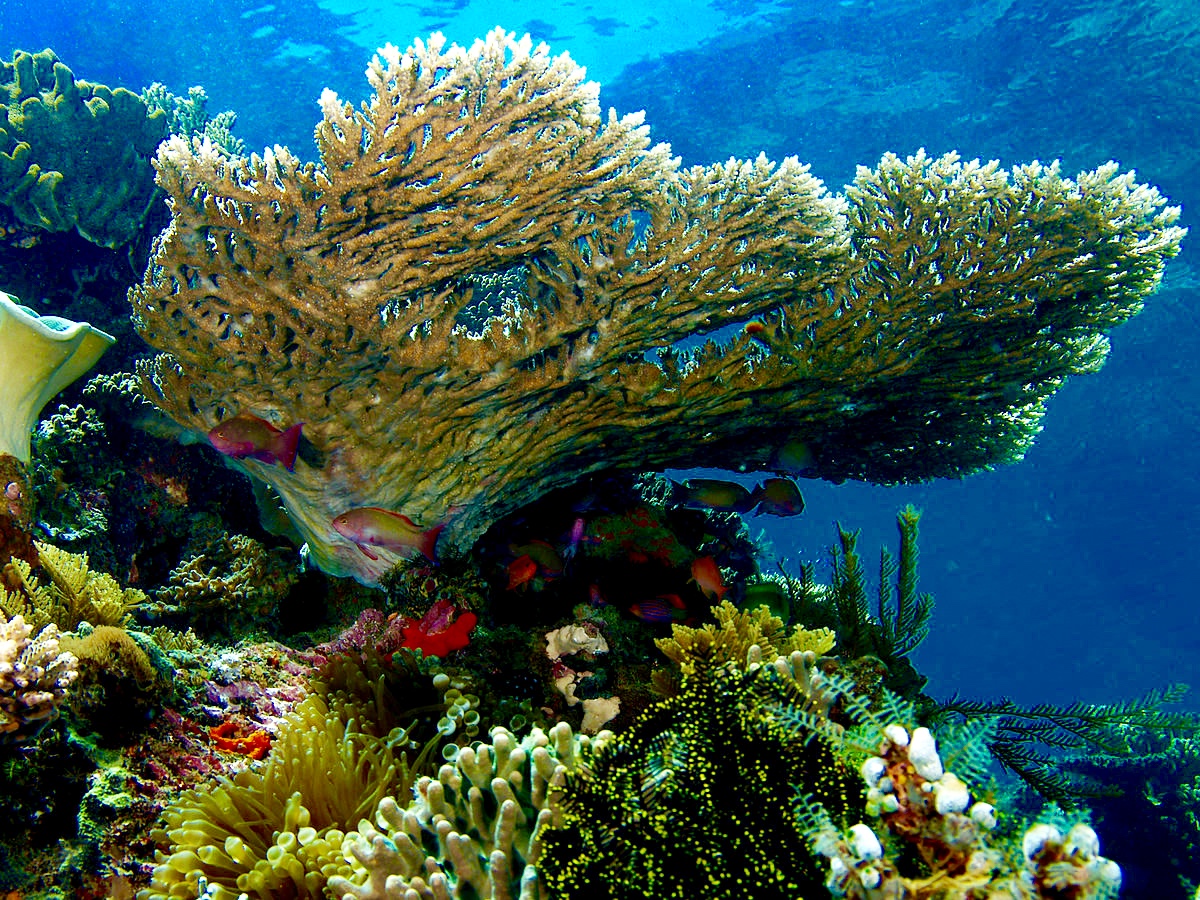 Spinnentechniek biedt hoop voor koraal