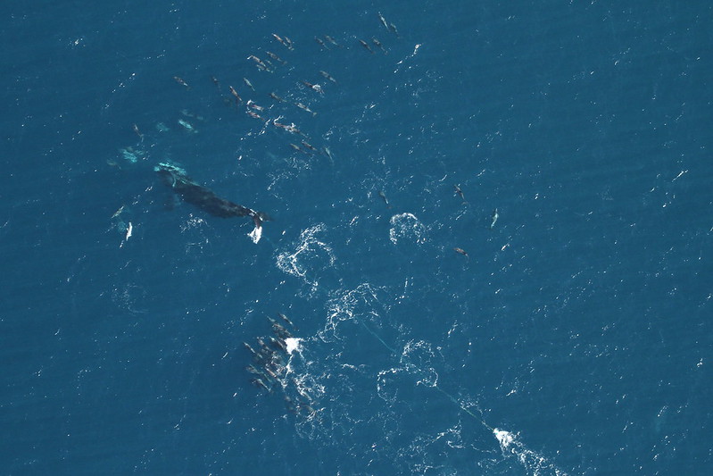 Een van de grootste walvissoorten op sterven na dood