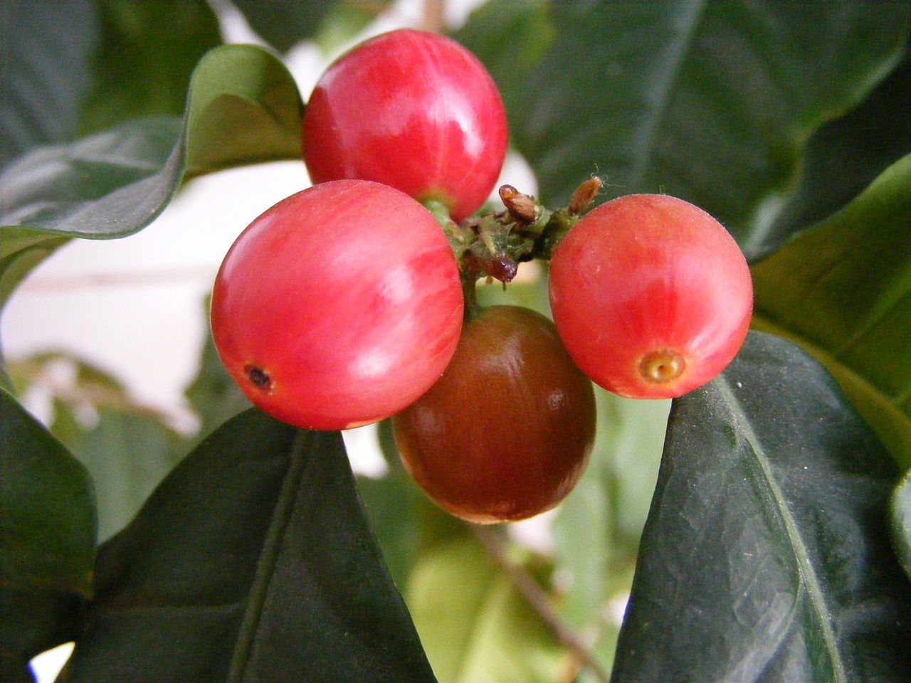 Zelfs sterkste koffieplant kan klimaatverandering moeilijk aan
