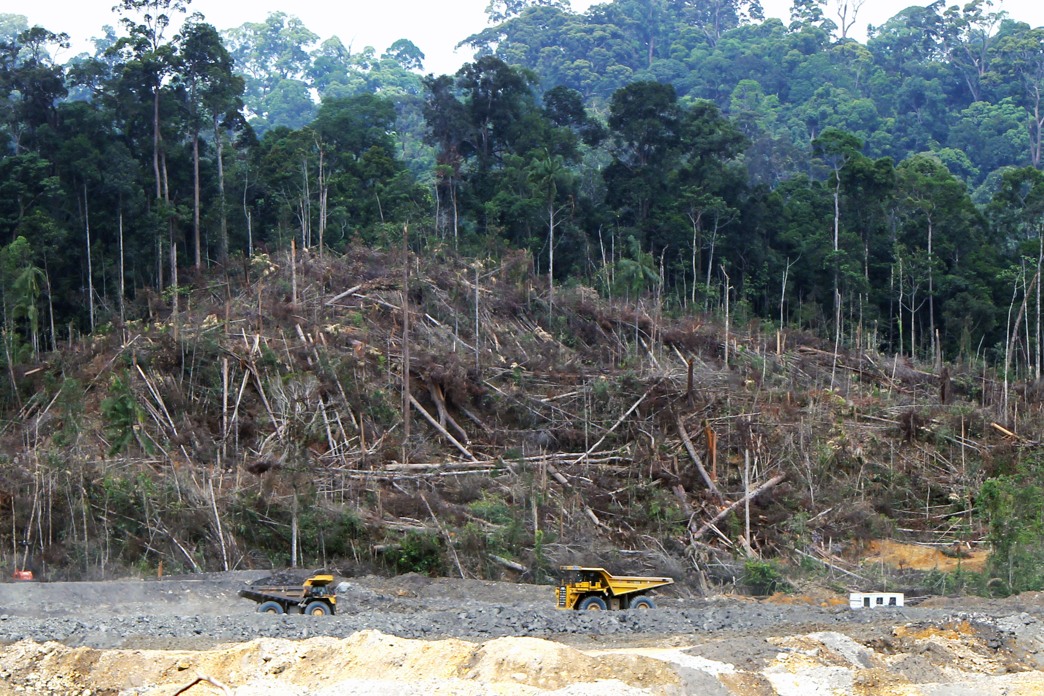 Lang vermoed en nu bewezen: ontbossing leidt tot minder regen