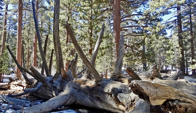 Californië verliest 102 miljoen bomen aan droogte