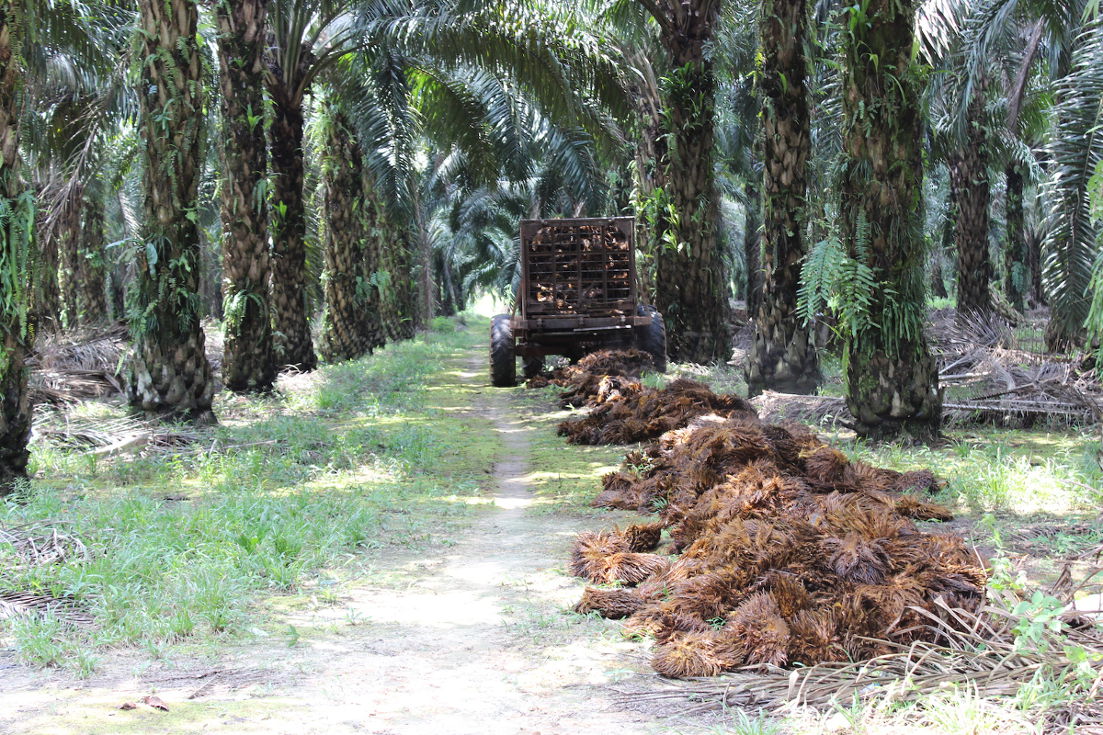 ‘Palmolie-industrie komt beloften niet na’