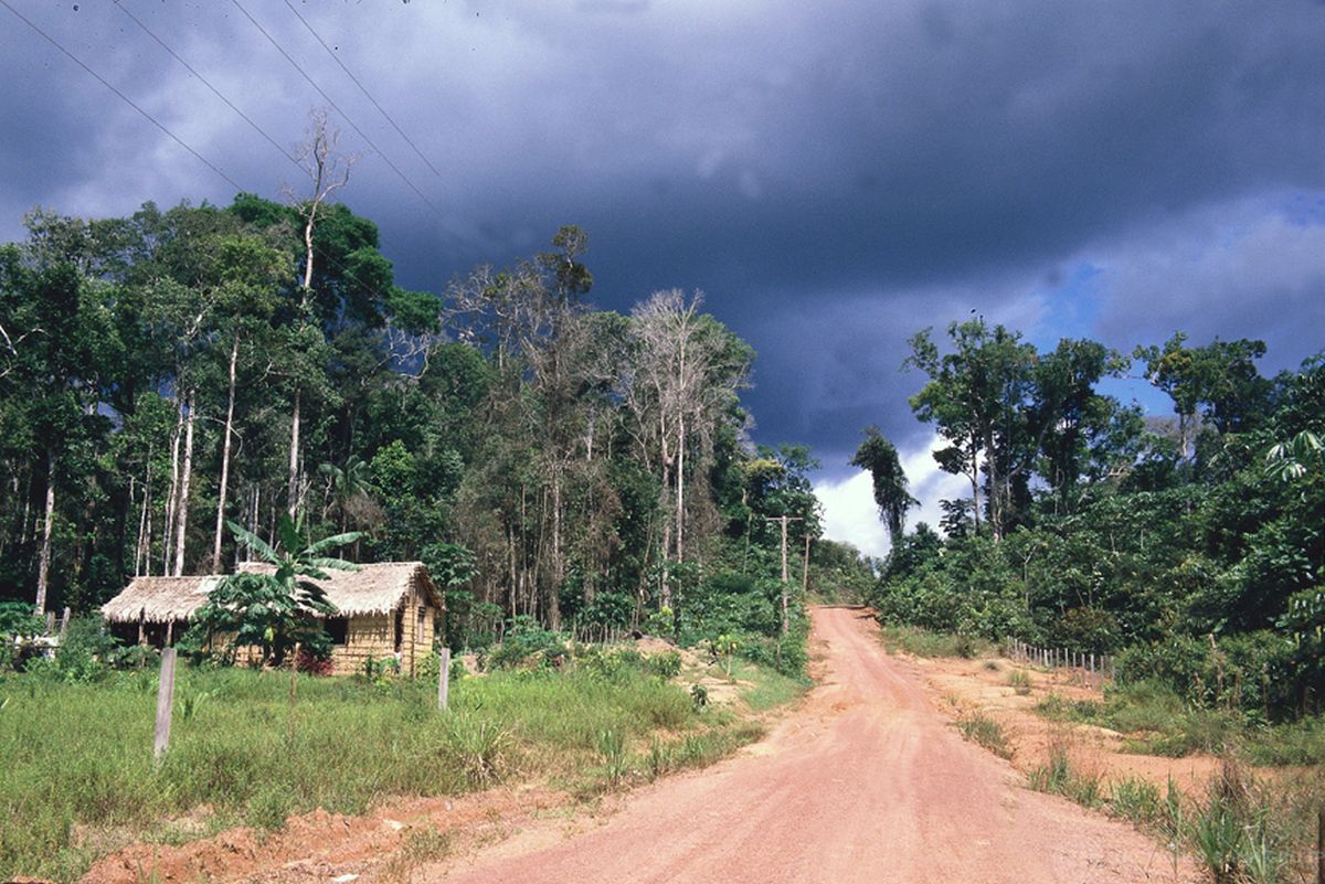 Behoud van Amazonewoud komt ook volksgezondheid ten goede 