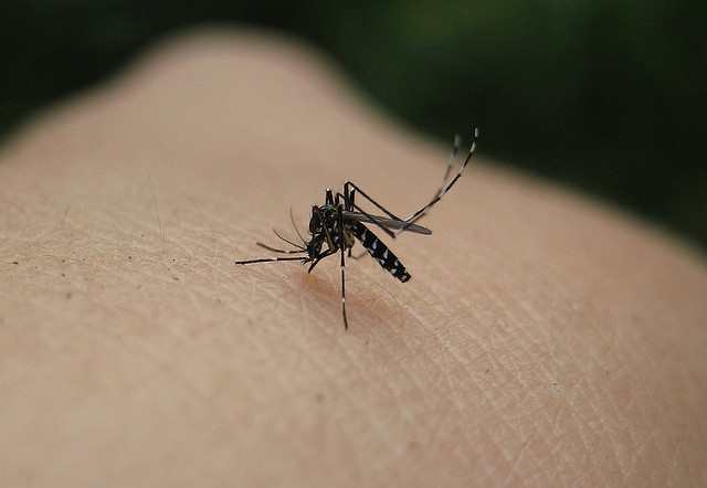 VS zetten zich schrap voor chikungunya-virus