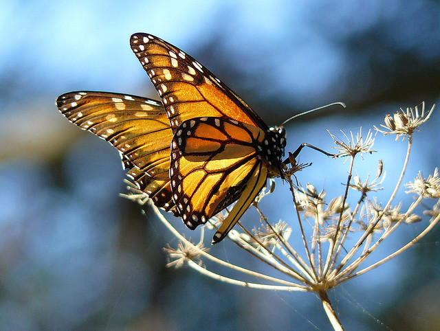 VS overwegen bescherming monarchvlinder