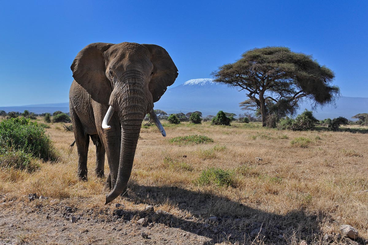 Stroperij op olifanten jaagt ook toeristen weg uit Afrikaanse landen