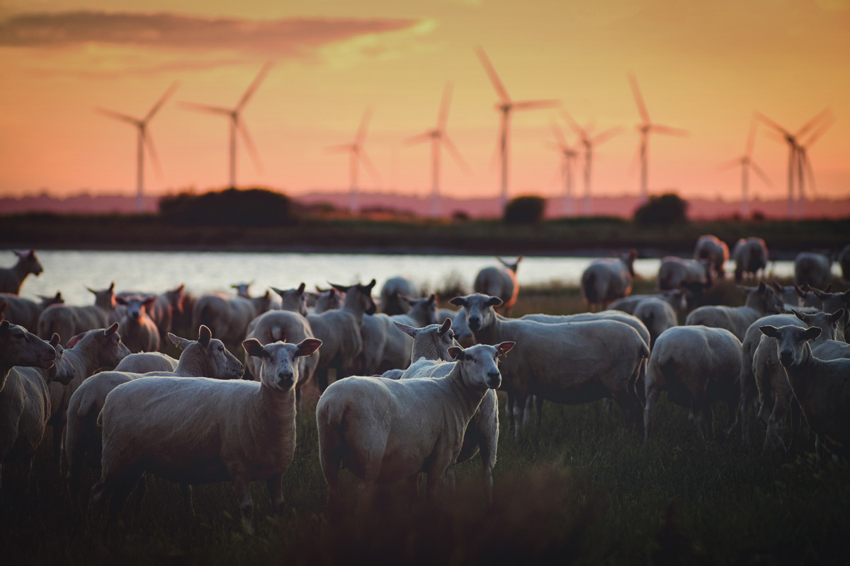 Hernieuwbare energie geeft steenkool het nakijken in EU