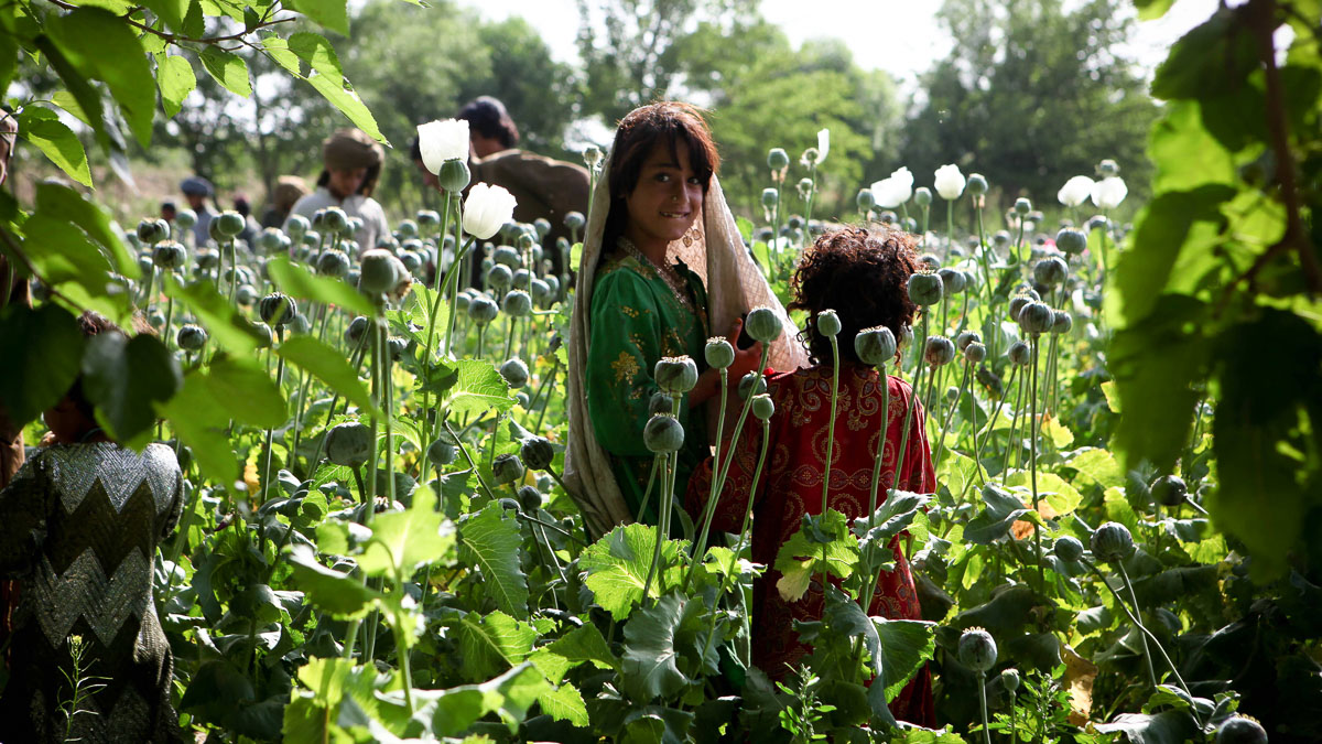 Opiumproductie in Afghanistan stijgt alarmerend