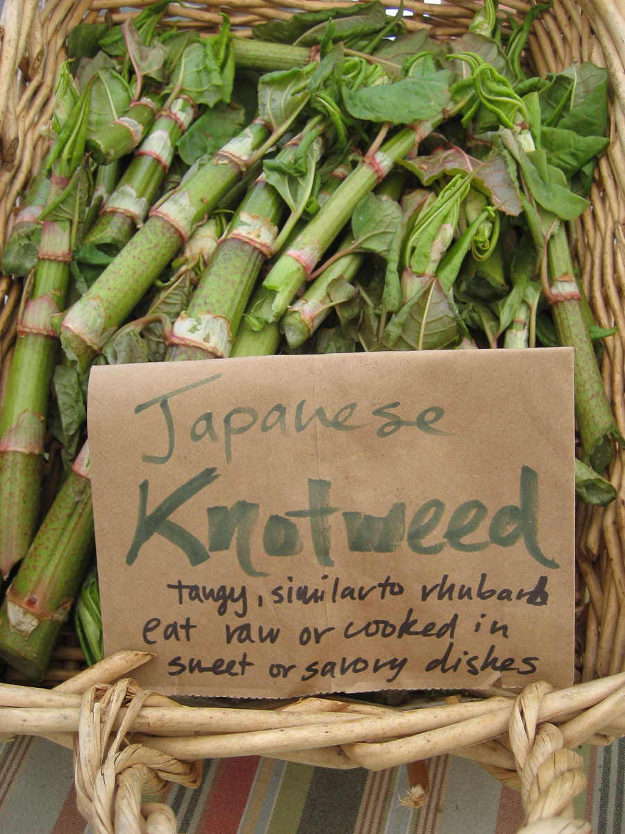 Japanse Duizendknoop als dessert