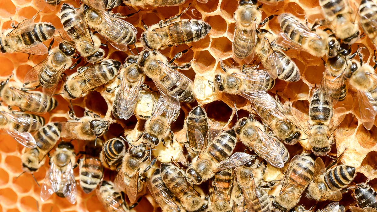 Driekwart van honing besmet met insecticiden