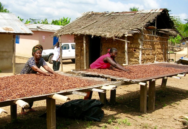 Goudwinning bedreigt Ghanese cacaoproductie