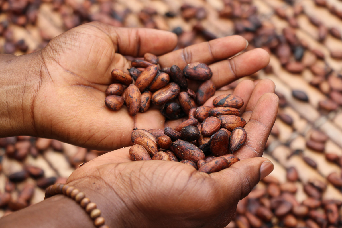 Kinderarbeid in cacaosector neemt eerder toe dan af