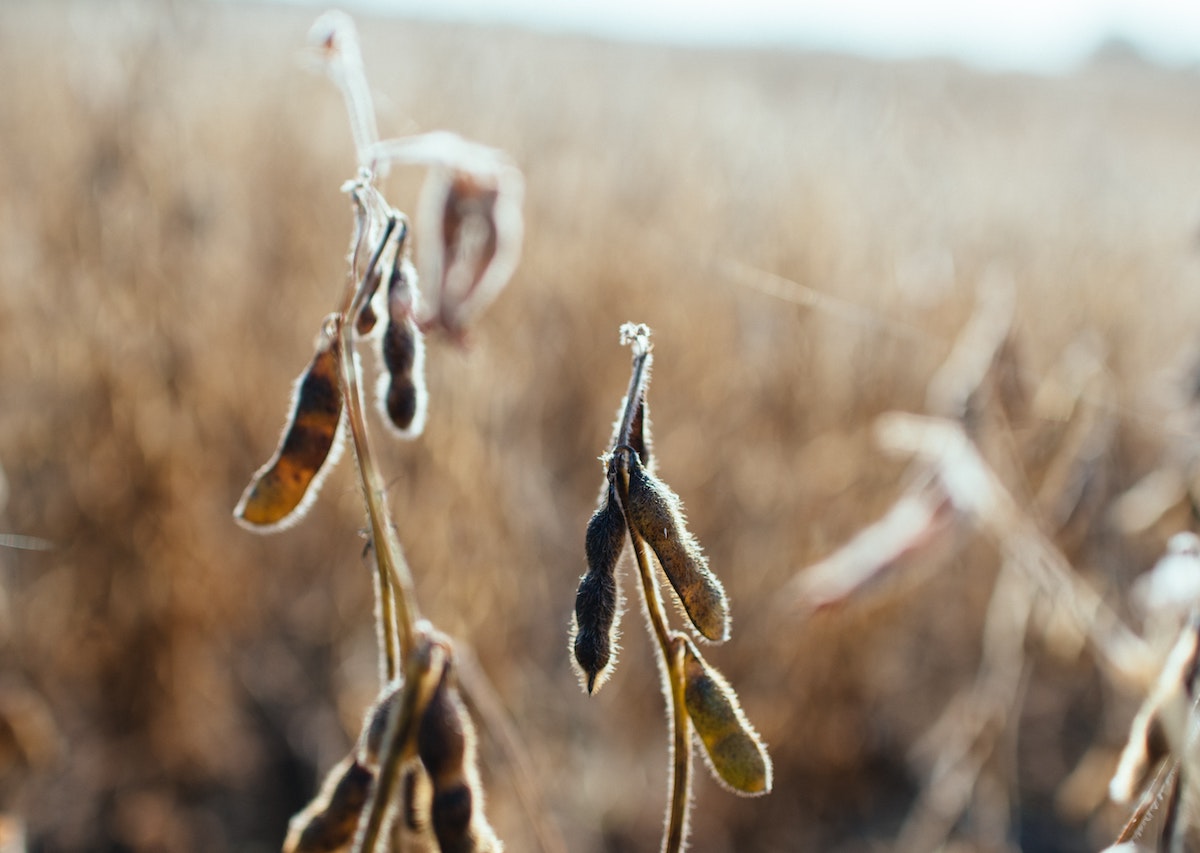 Oekraïense landbouwoligarchen omzeilen de wet op genetisch gemanipuleerde soja