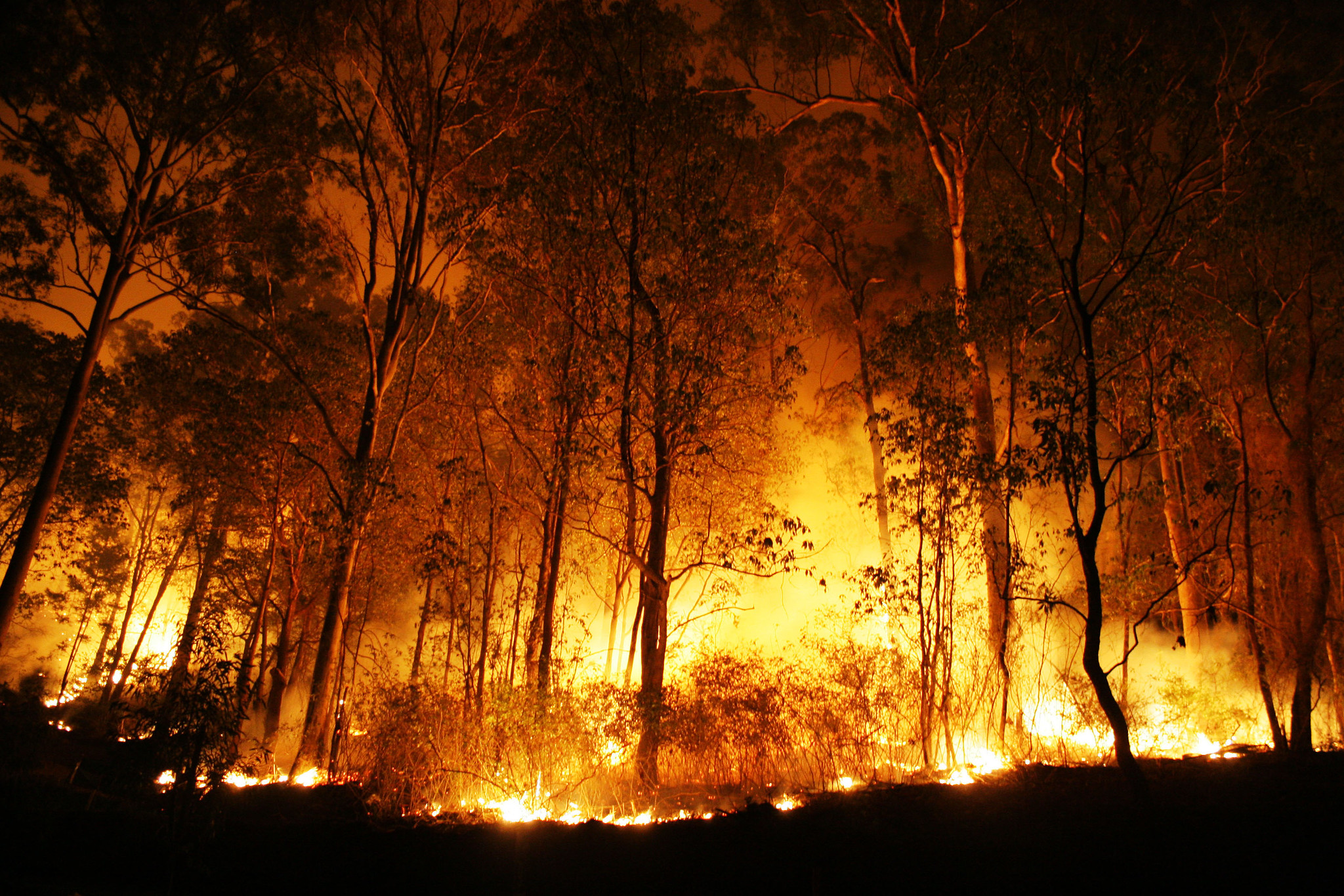 Bosbranden veel grotere bron van methaanuitstoot dan gedacht