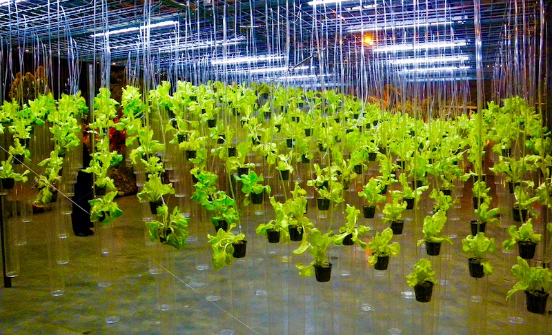 Kimbal Musk –broer van Elon– wil voedselrevolutie via stadslandbouw