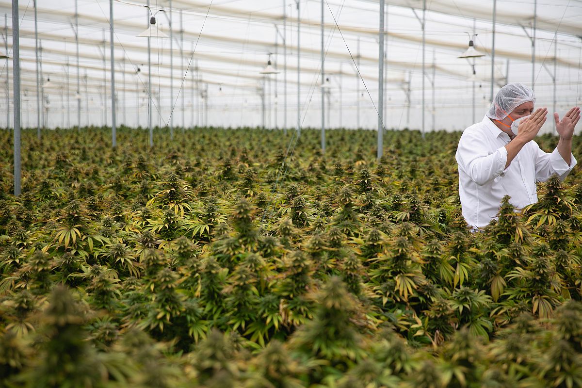 Wat de legalisering van cannabis doet met een land in conflict