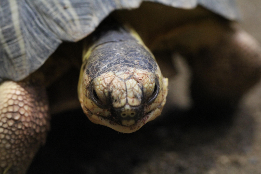 Eerste rechtszaak in Indonesië voor bezit van bedreigde schildpadden