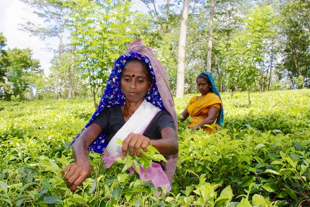 Duurzame thee wint terrein in Sri Lanka 
