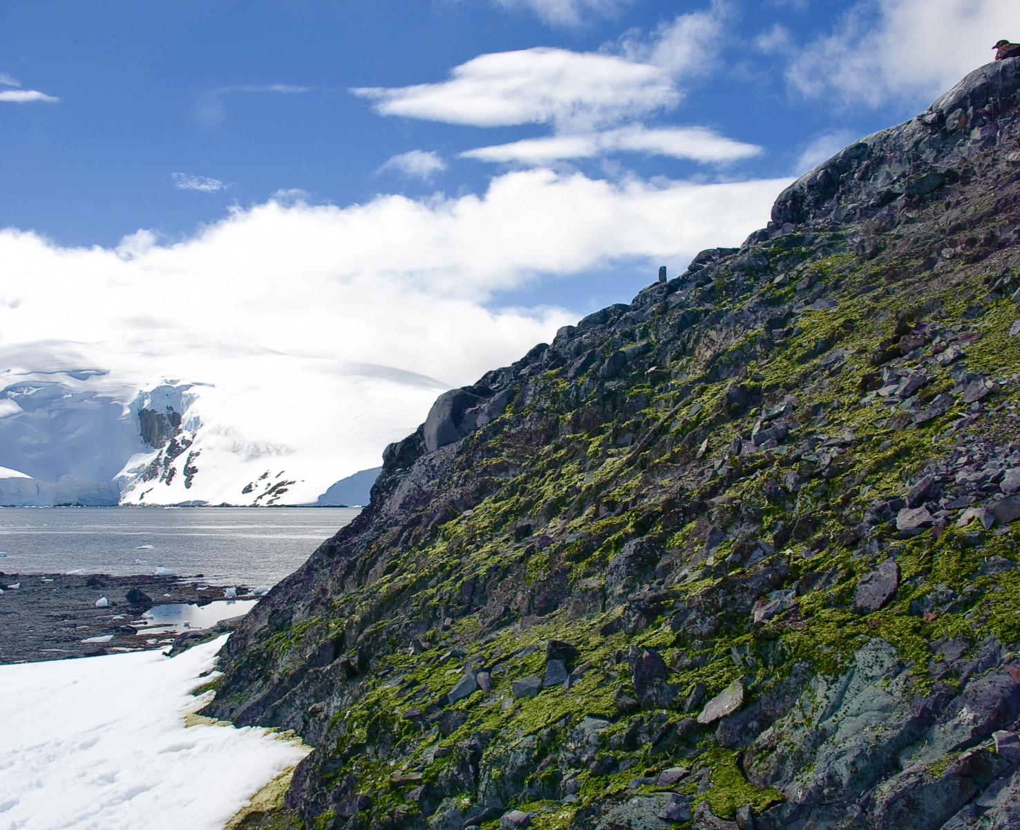 Mossen verdwijnen op Oost-Antarctica