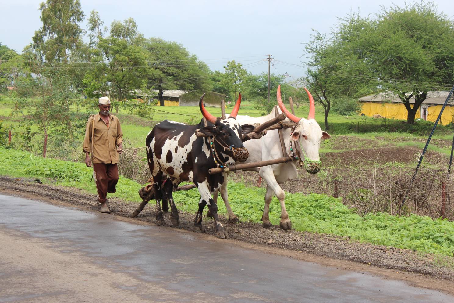 India, dodelijk afhankelijk van landbouw