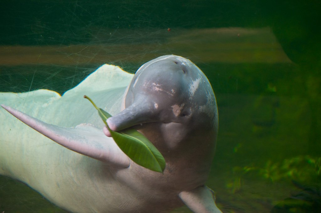 Visserij, baggerwerken en dammen bedreigen Amazone-dolfijnen