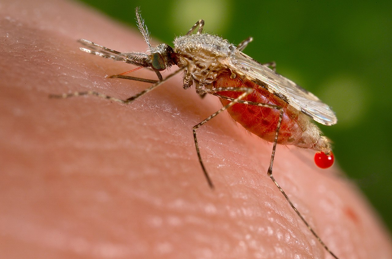 ‘Supermug’ uit Azië bedreigt vooruitgang in strijd tegen malaria