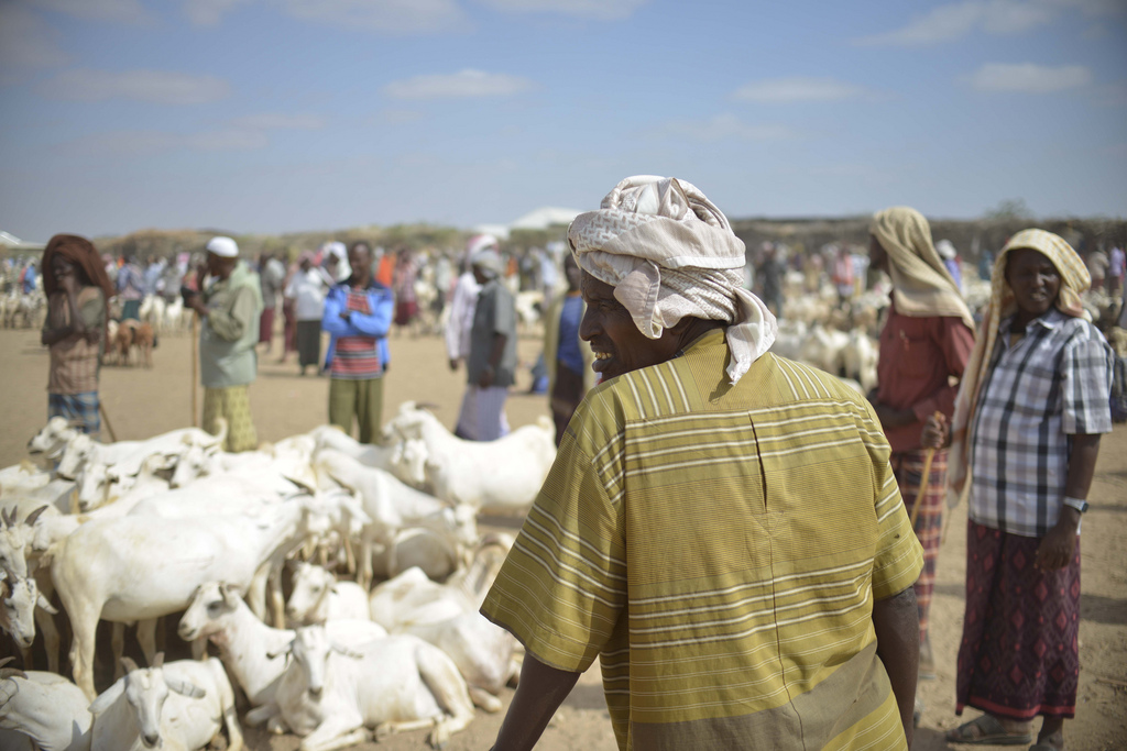 Gezonde dieren redden door droogte geteisterde Somaliërs