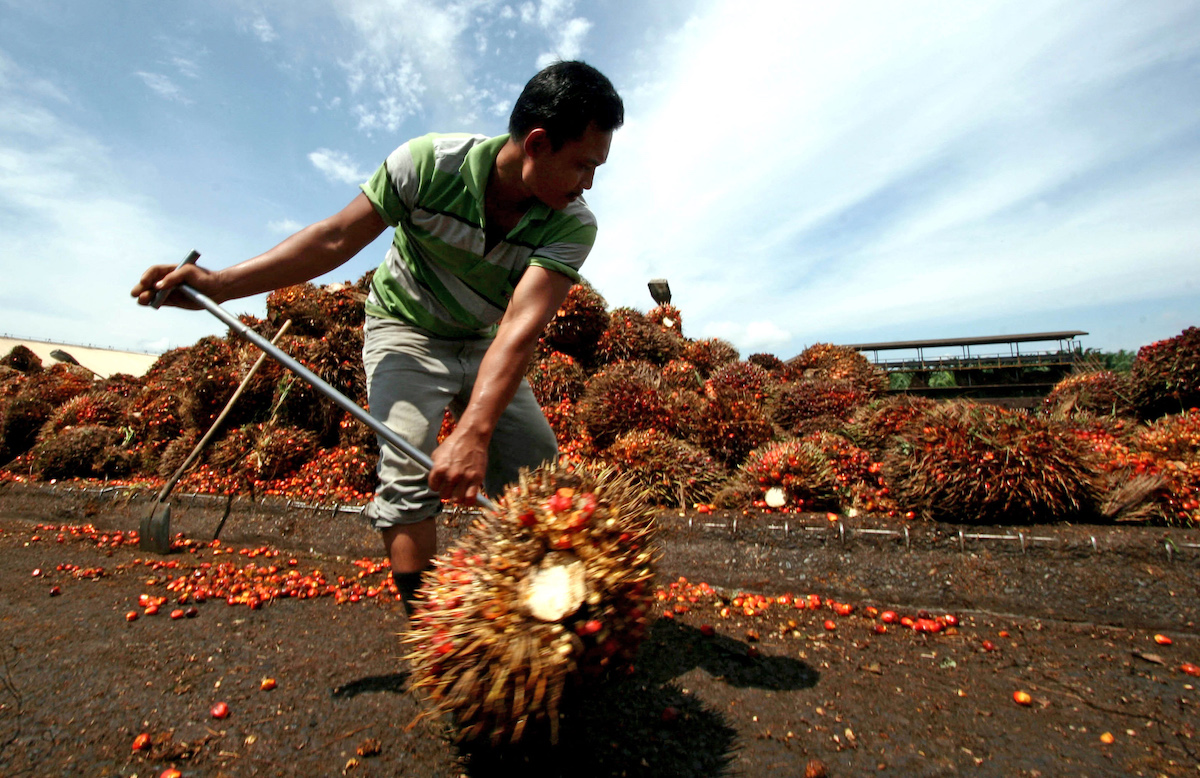 ‘Indonesië kan onmogelijk voorzien in de wereldwijde vraag naar palmolie’