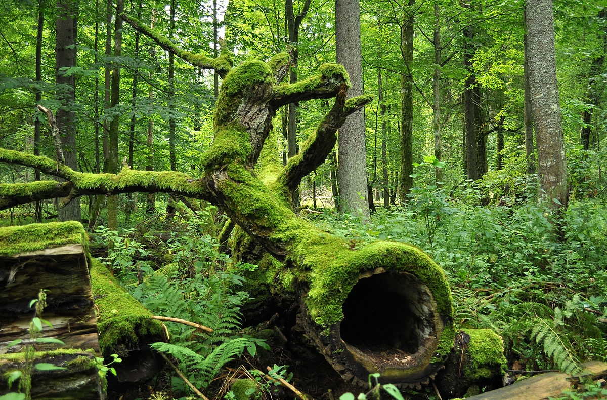 Poolse houtkap in Bialowieza-woud is illegaal