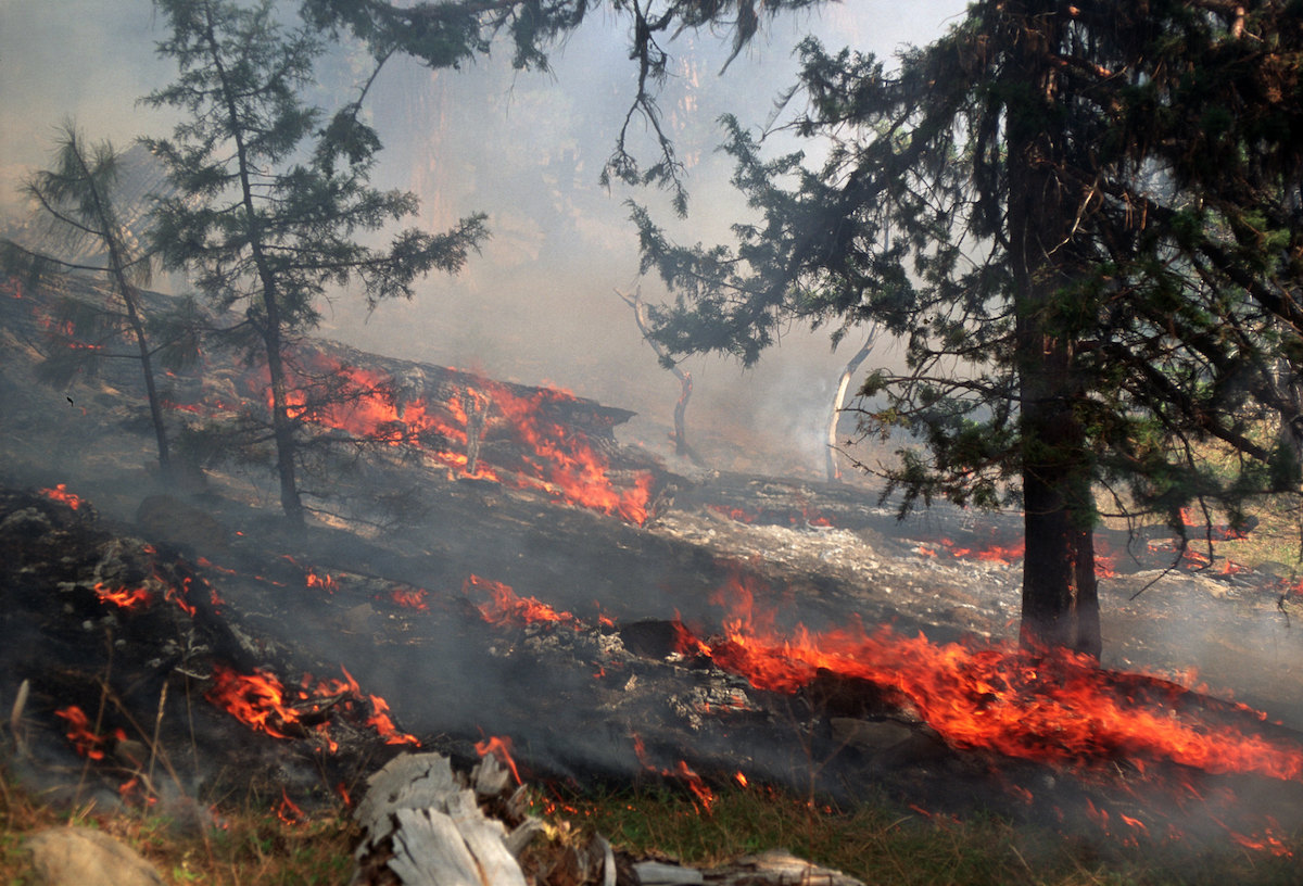 Franse bosbranden wakkeren debat aan over toekomst van bossen