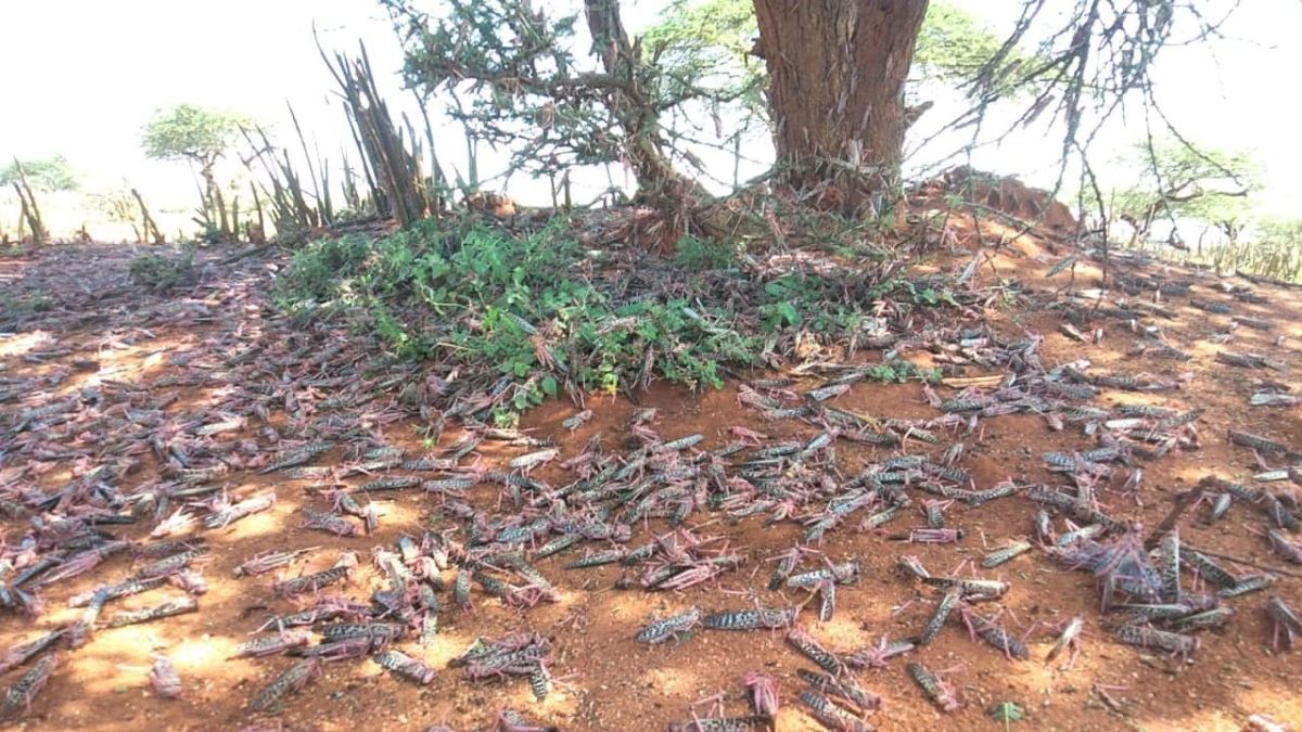 Woestijnsprinkhanen bedreigen voedselzekerheid in Oost-Afrika