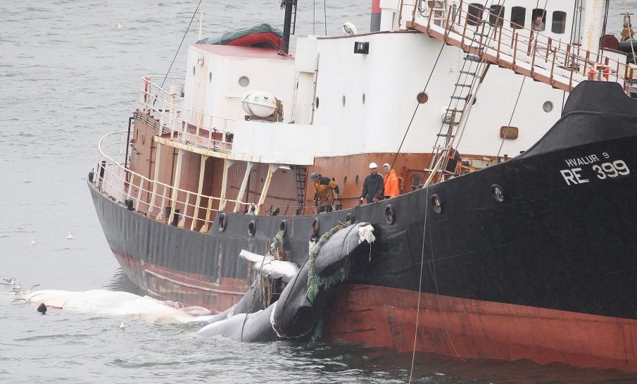 Dierenrechtenorganisaties boos omdat IJsland walvisjacht toch opnieuw laat doorgaan