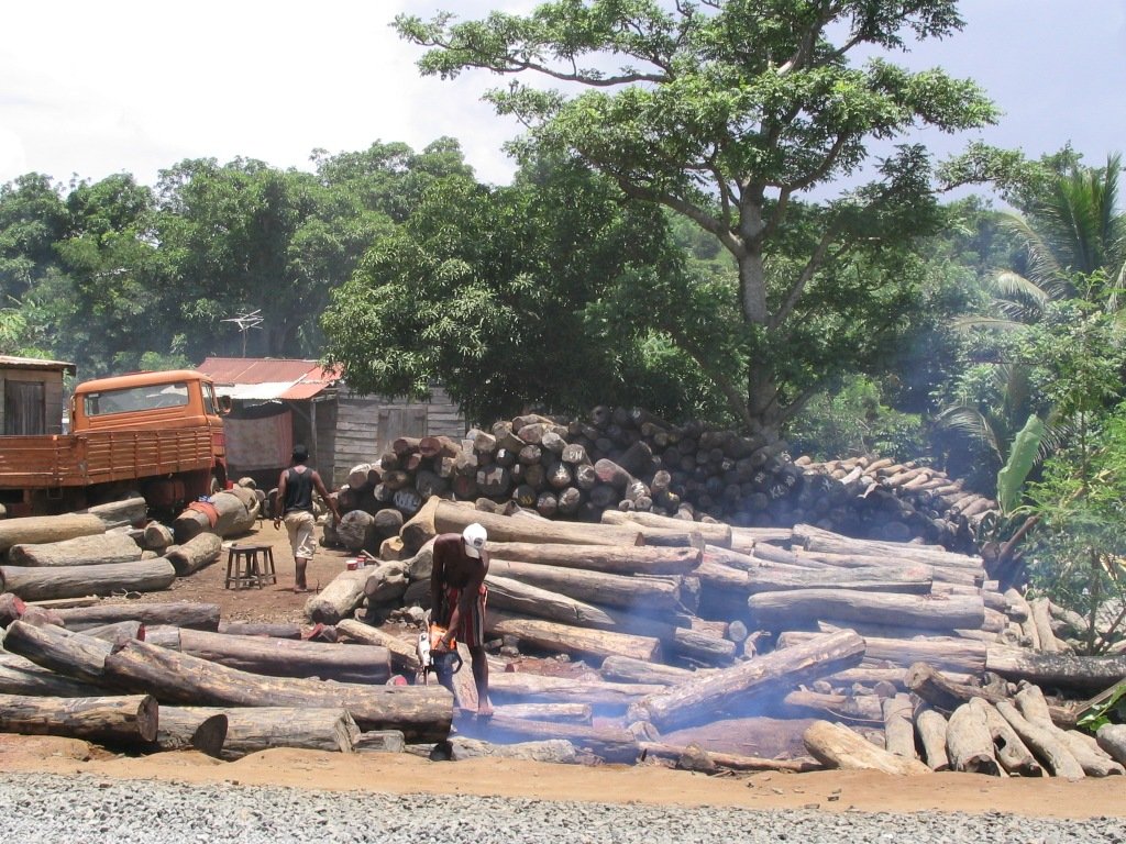Europa faalt in aanpak illegaal hout