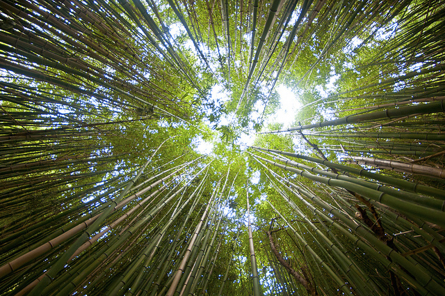 Afrika ziet bamboe als wondermiddel tegen ontbossing