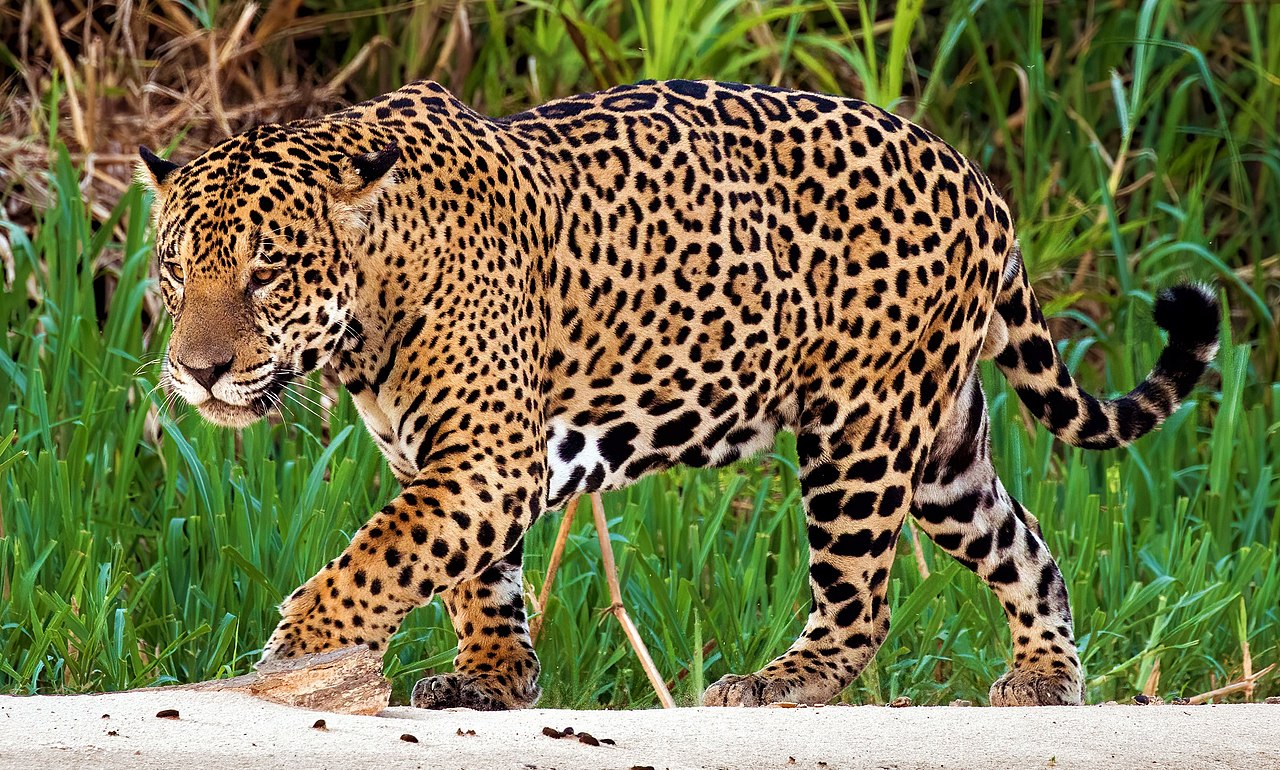 Jaguarhuiden gaan online vlot van de hand, maar overheden grijpen niet in 