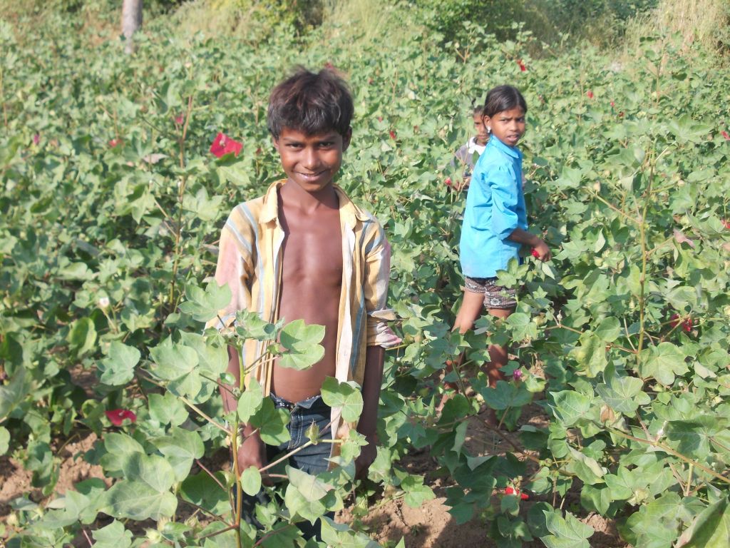 Honderdduizenden kinderen werken in Indiase katoensector 
