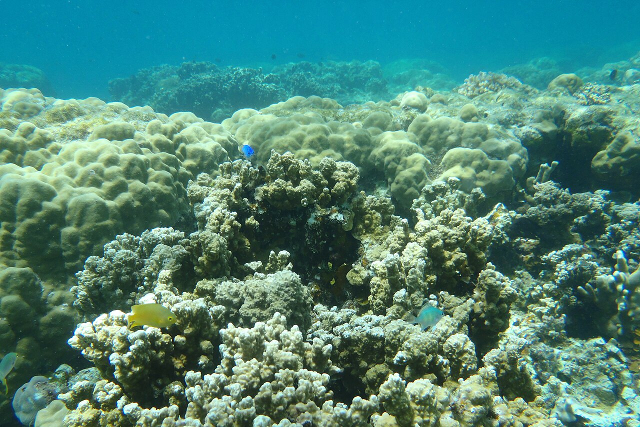 Sommige koraalriffen worden toleranter voor warmere oceaan