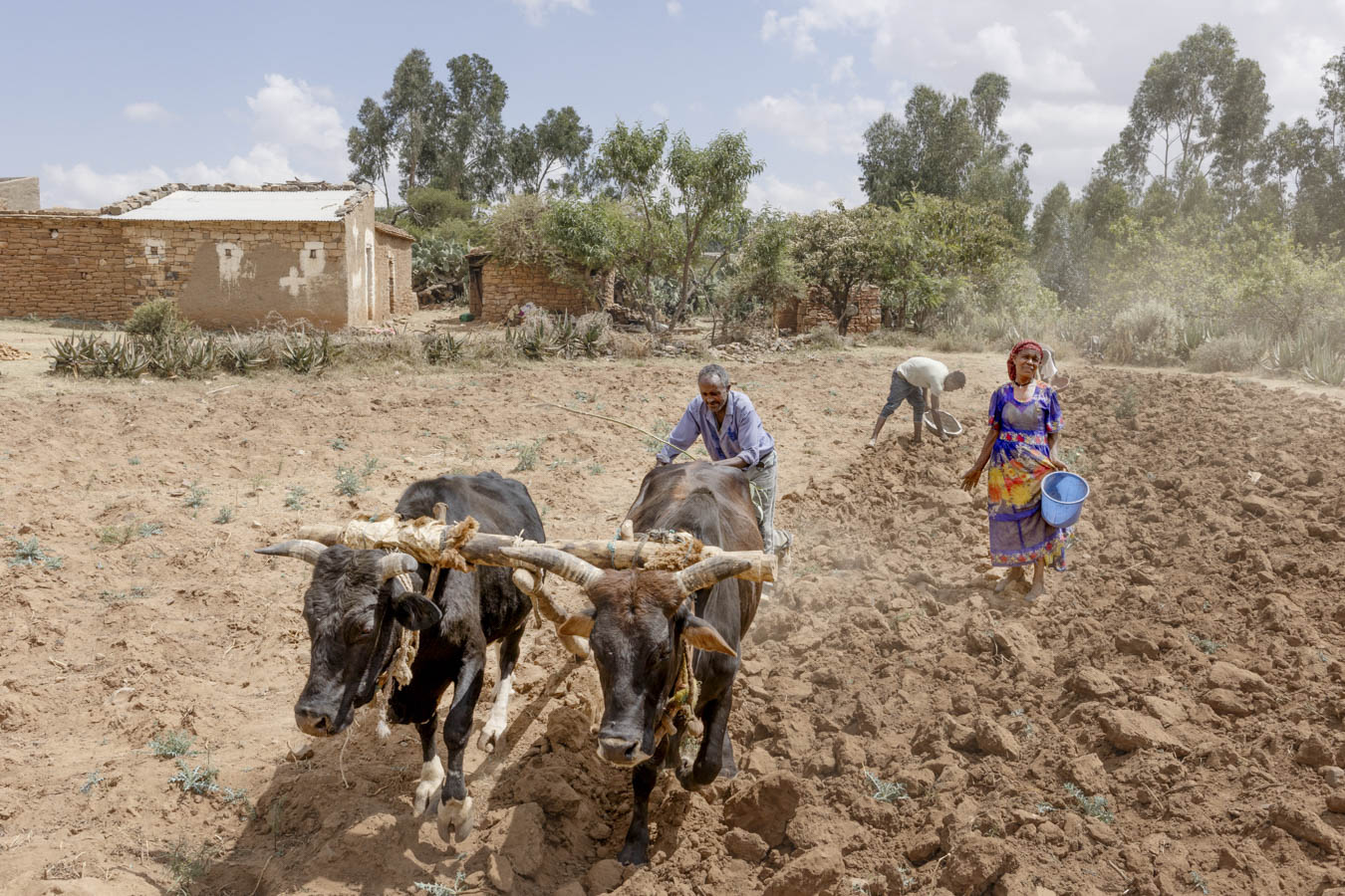 ‘The land is dead’: once again, millions of Ethiopians are on the brink of famine